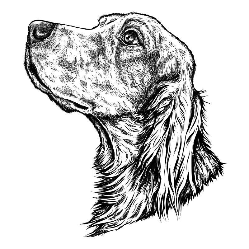 Irish Setter Portrait