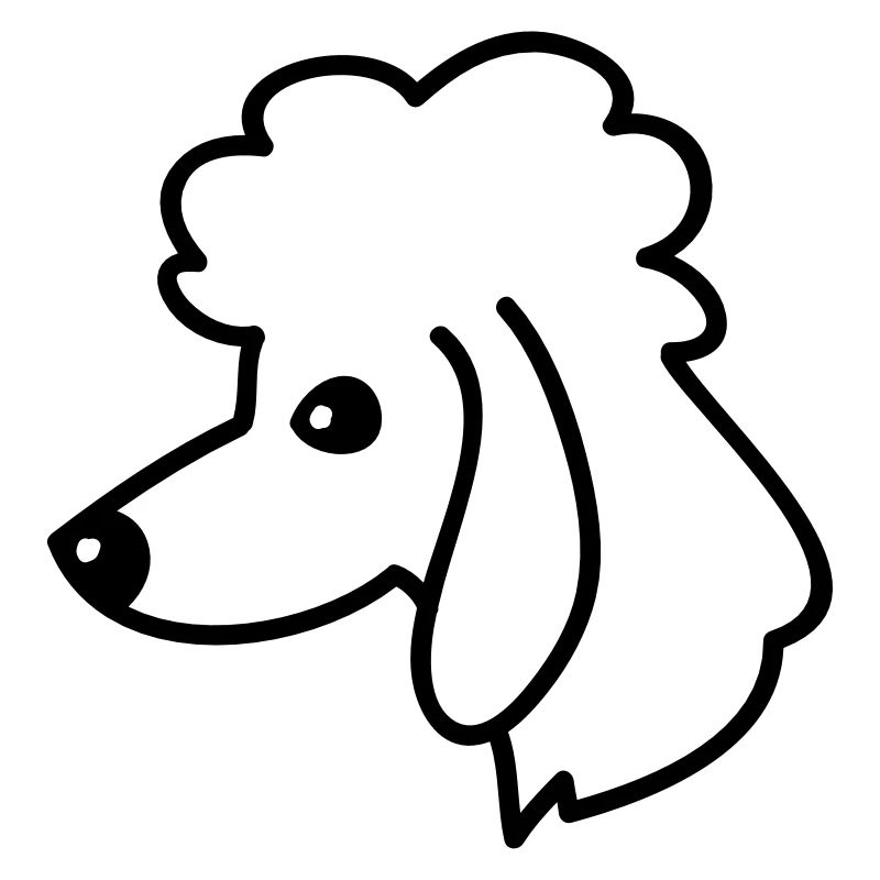 Portrait de caniche