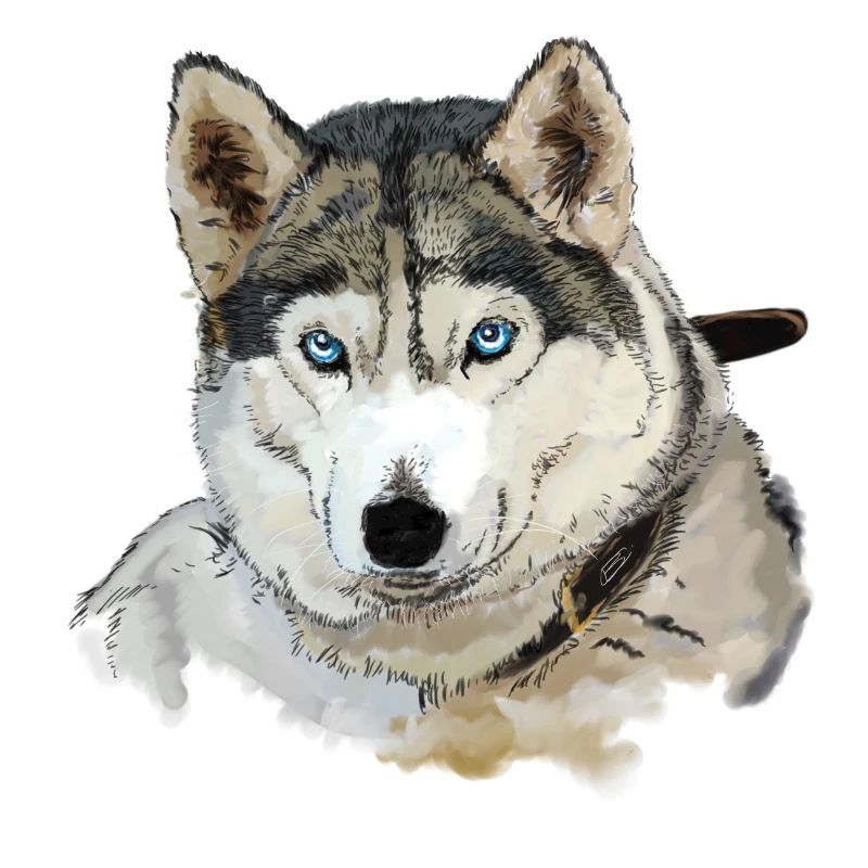 Husky