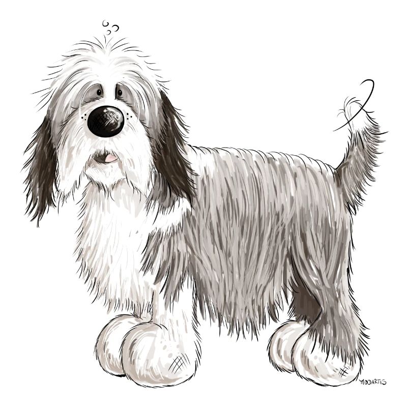 The Bearded Collie