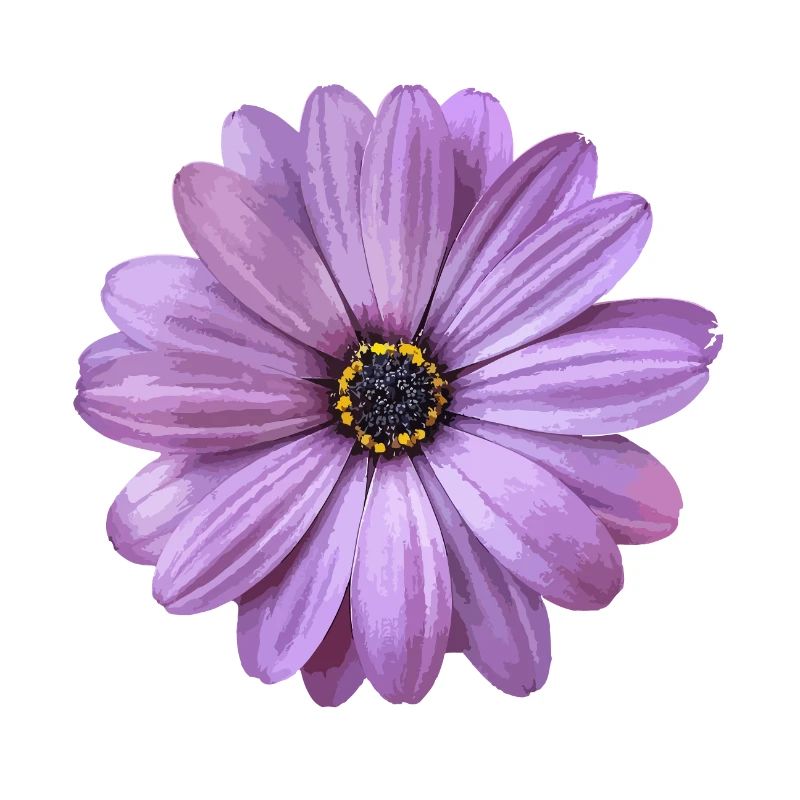 Blume