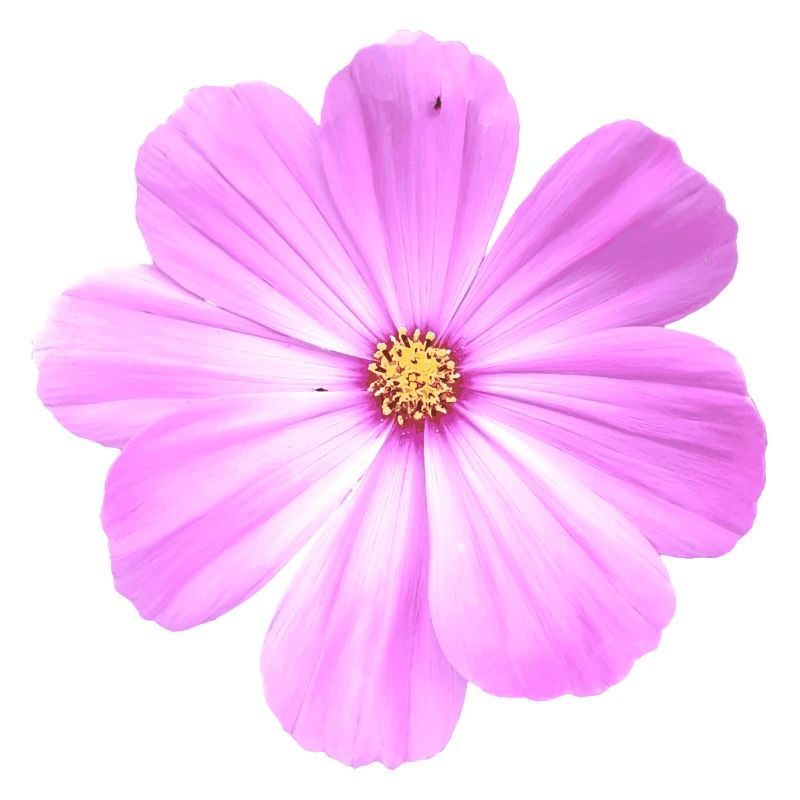 Blume