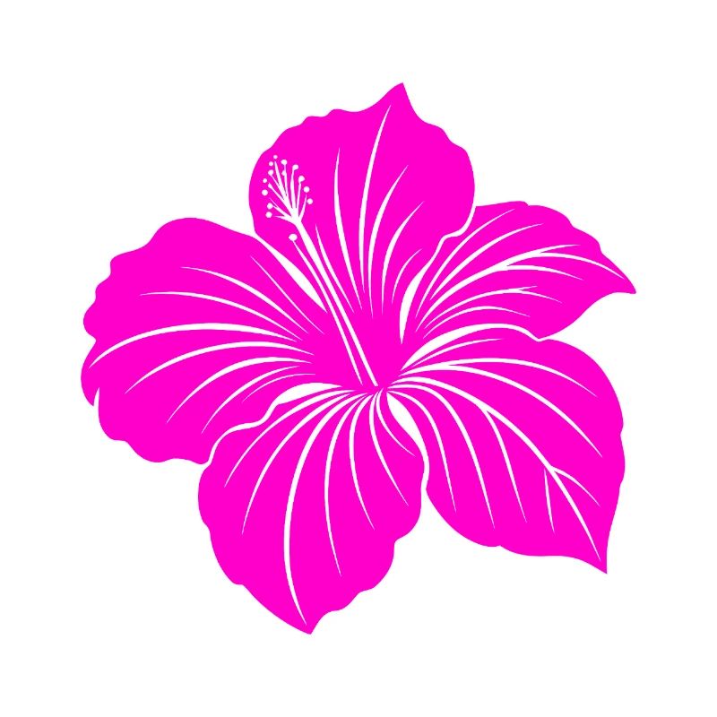 Fleur d’hibiscus