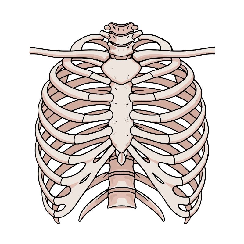 Structure anatomique du sternum et des côtes