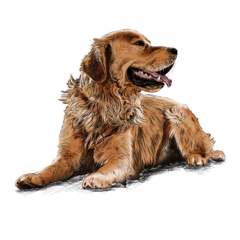 Golden Retriever