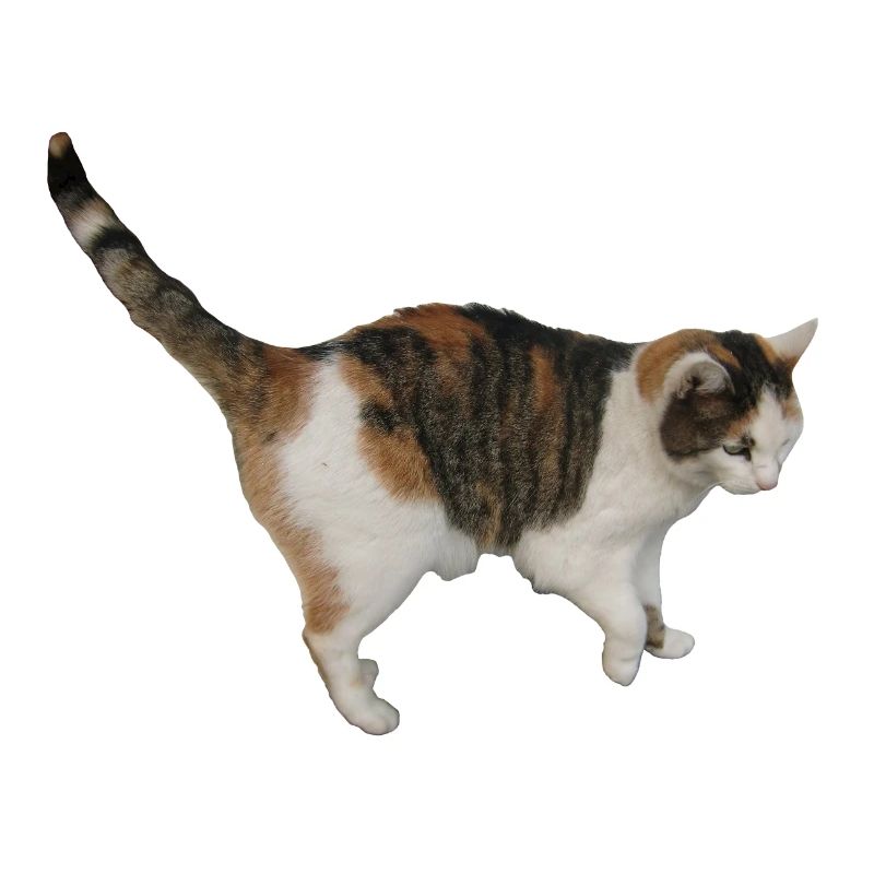 Katze