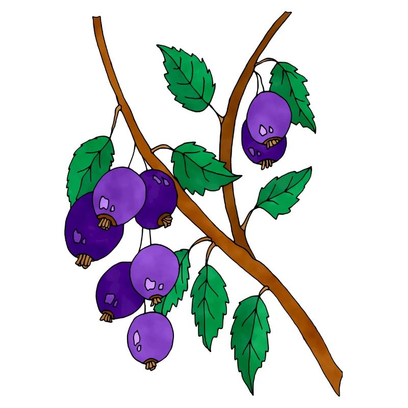 Plums