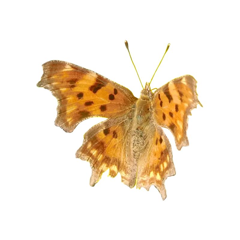 Butterfly C-Moth