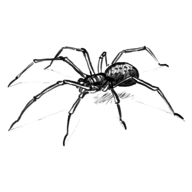 Dunkle Spinne Illustration Tier - lllustration