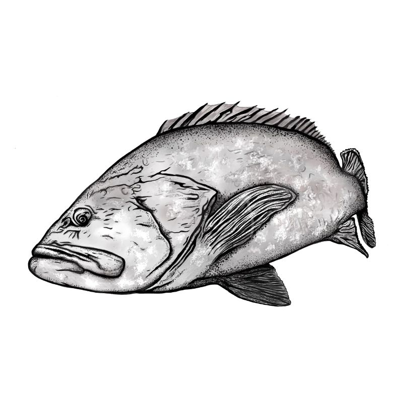 Grouper