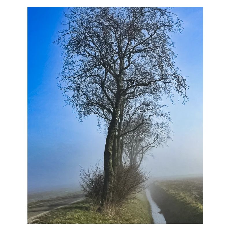 Einsamer Baum im Morgennebel