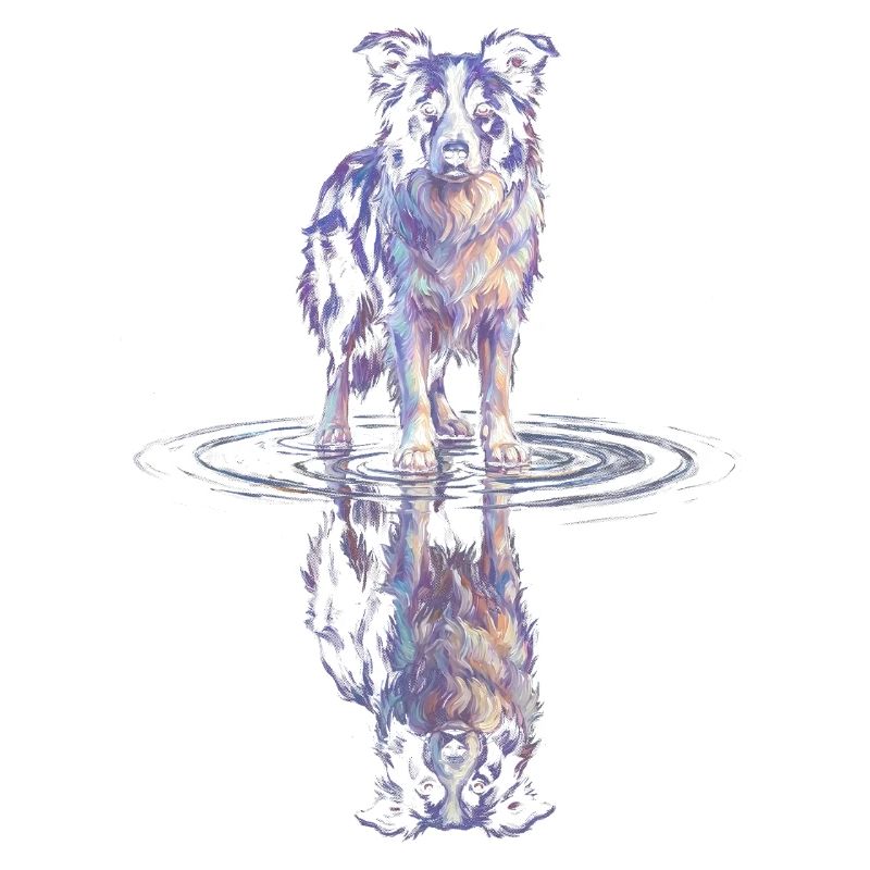 Border Collie Wasserreflexion