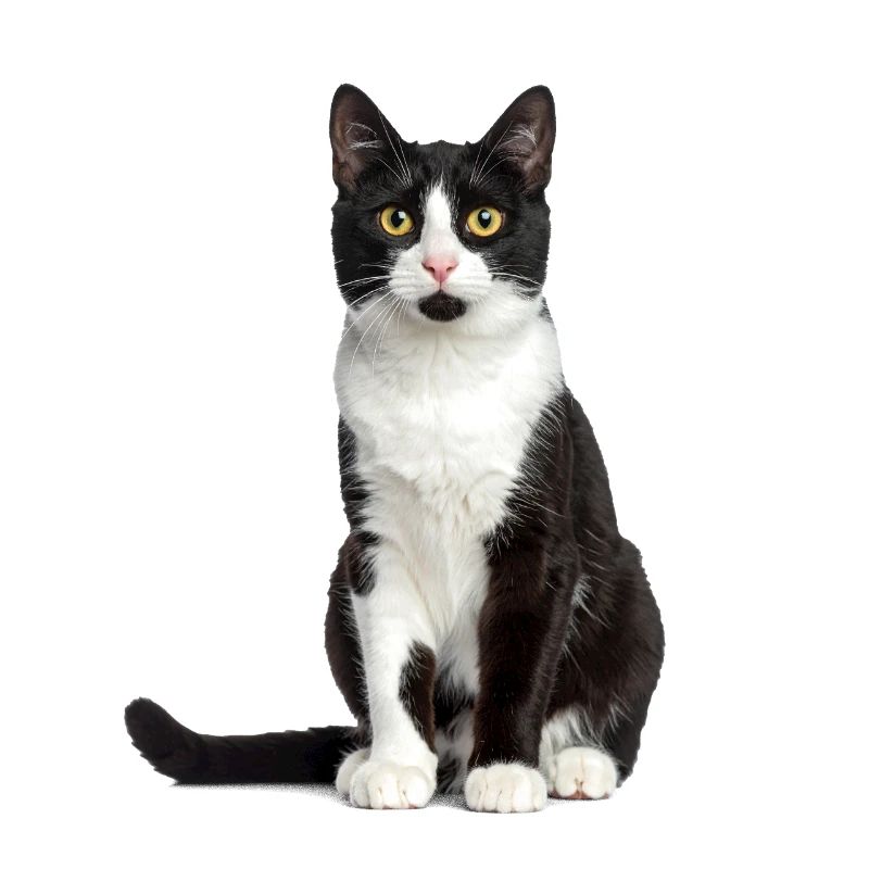 Chat noir/blanc – Édition Good Pet