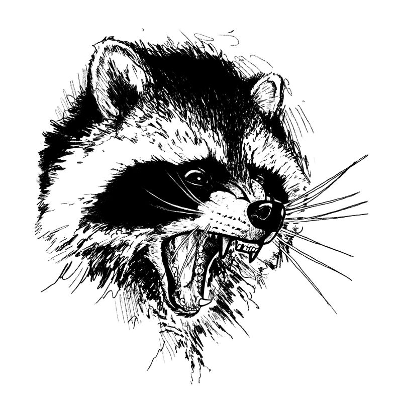 Waschbär