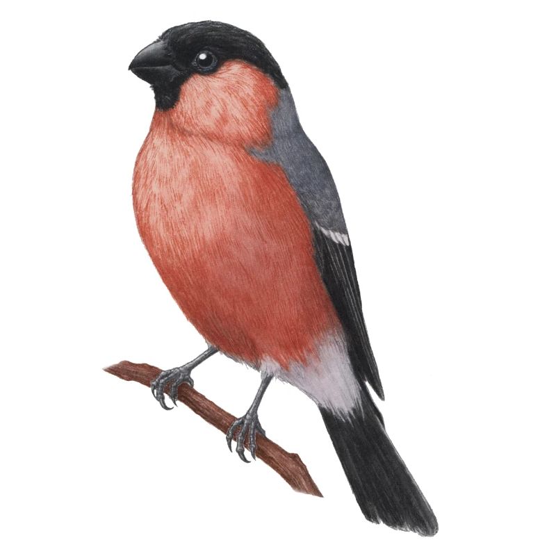 Ochsenfink Aquarell