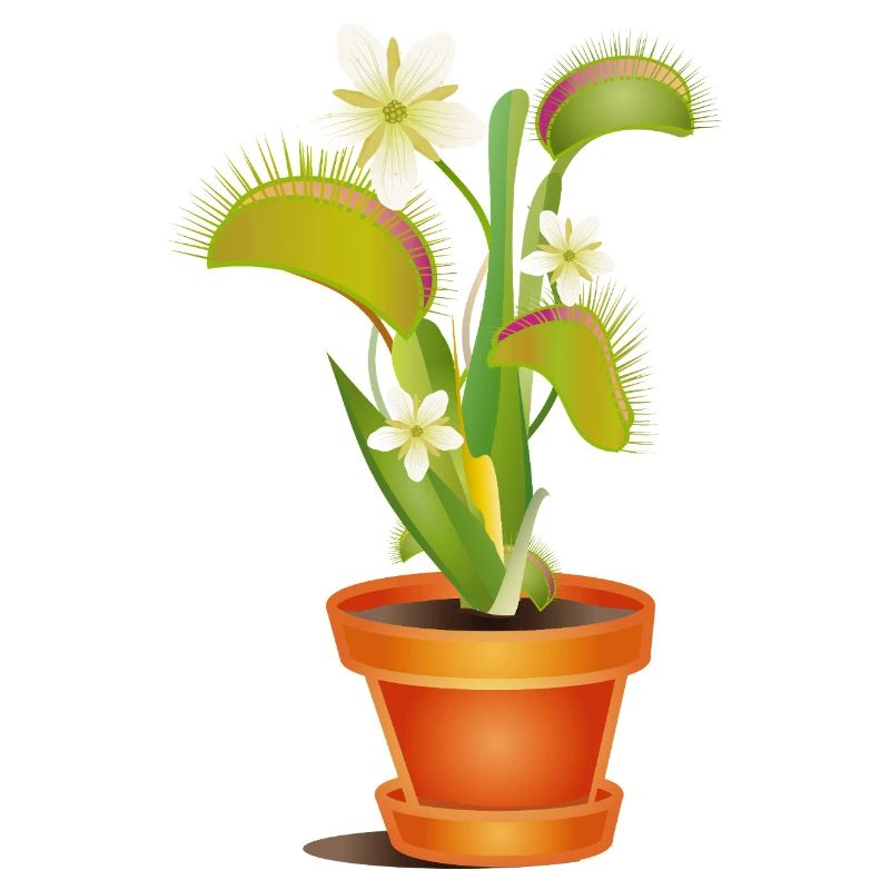 Déléve attrape-mouches en pot – illustration colorée
