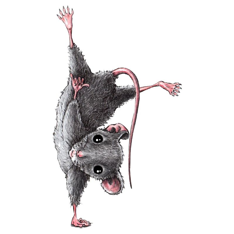 Maus