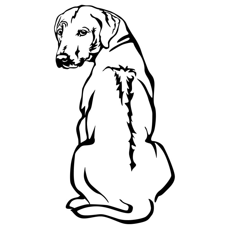 Rhodesian Ridgeback