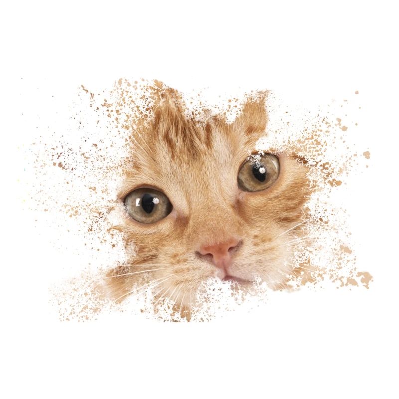 Chat orange avec éclaboussure d’aquarelle