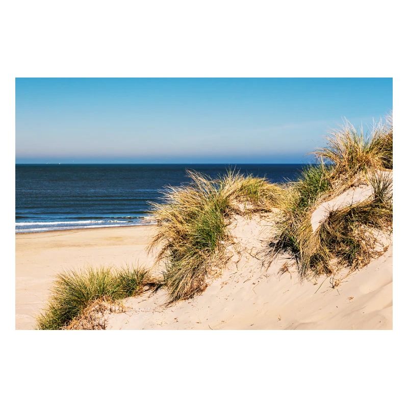 Dunes de plage au soleil