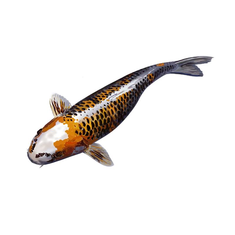 Carp koi