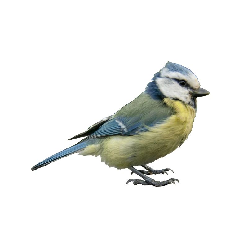Blue tit 2