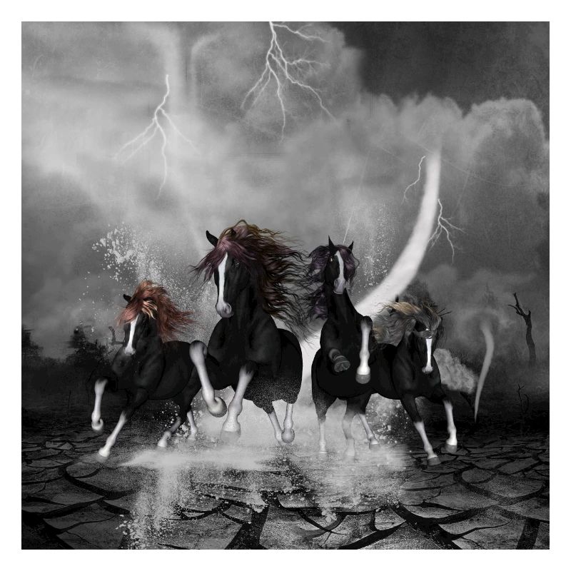 Wunderbare schwarze Pferde