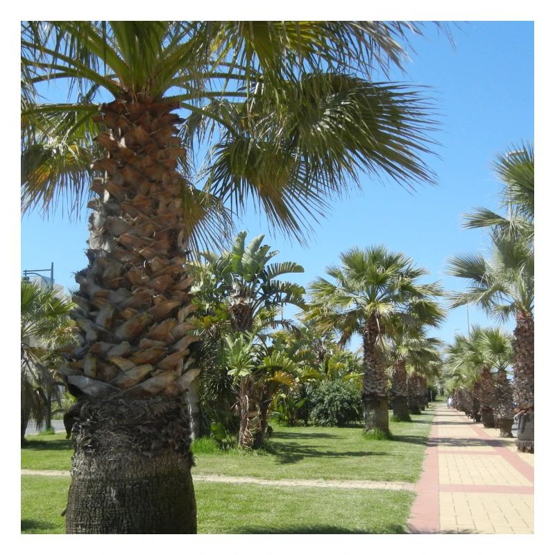 Palm trees vacation vacation trip Spain