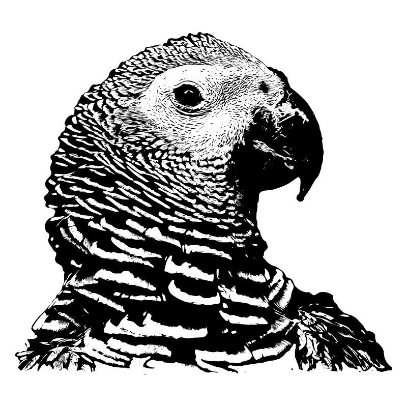 Parrot