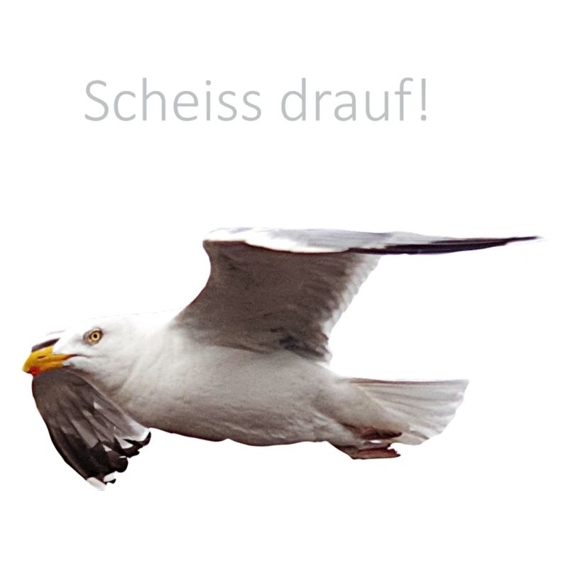 Möwe im Flug Spruch