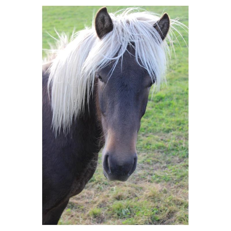 Affiche Cheval Cheval