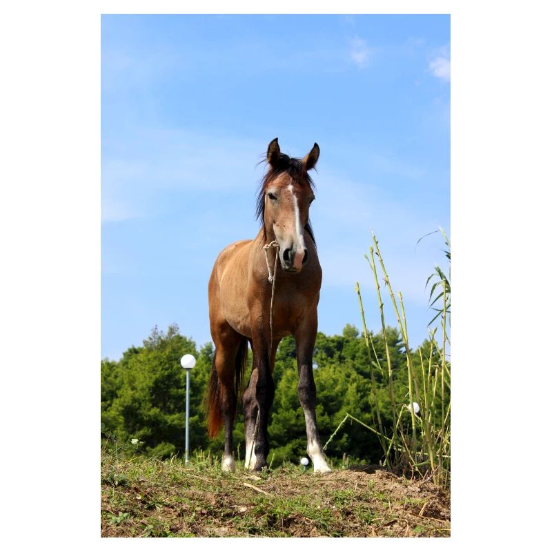Affiche Cheval Cheval