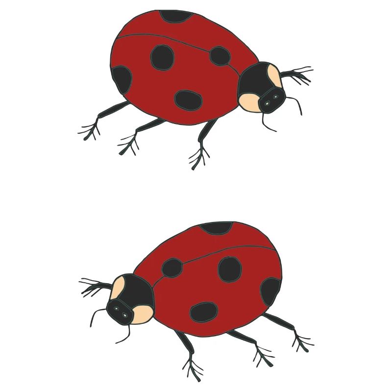 ladybug duo
