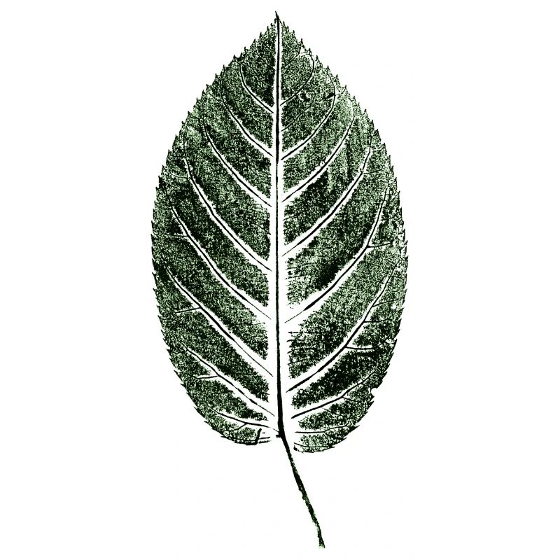Hêtre / Feuille / VERT