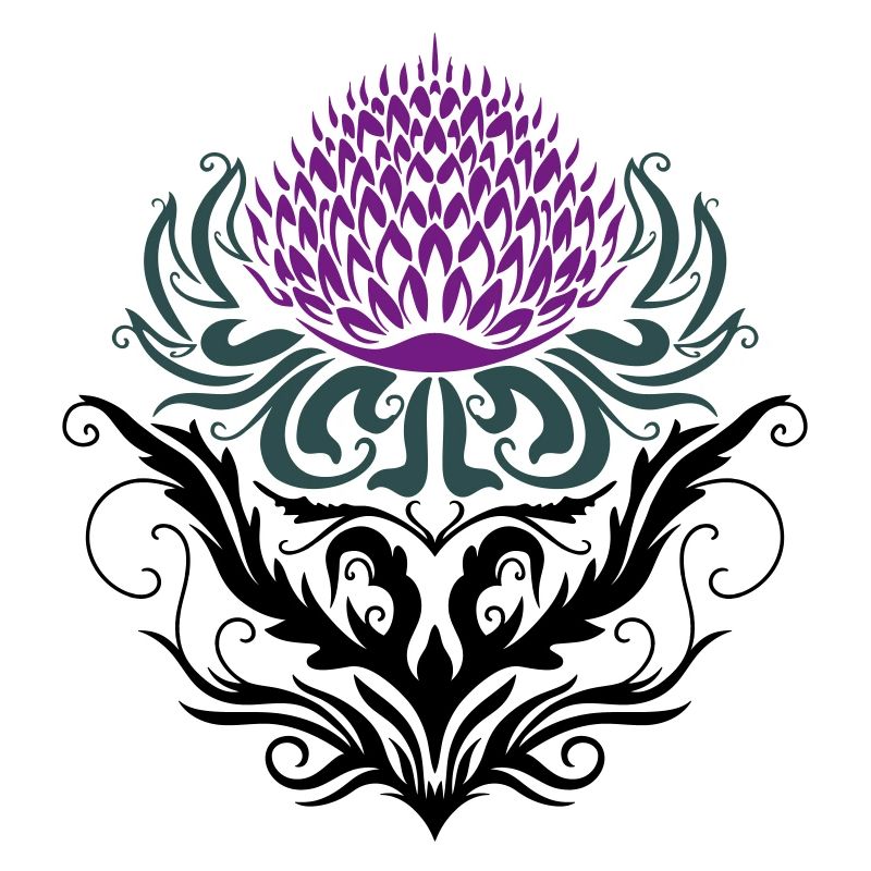 Chardon pourpre Chardon