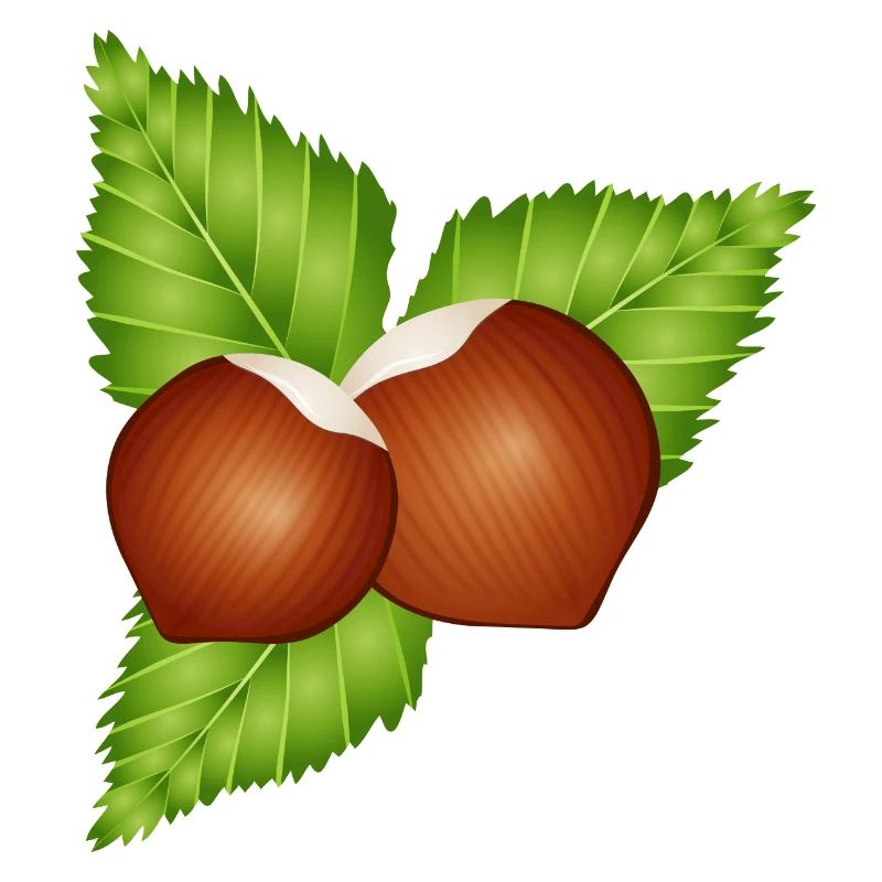 two bright brown hazelnuts with leaves