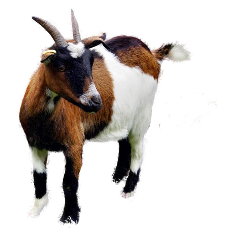 Goat