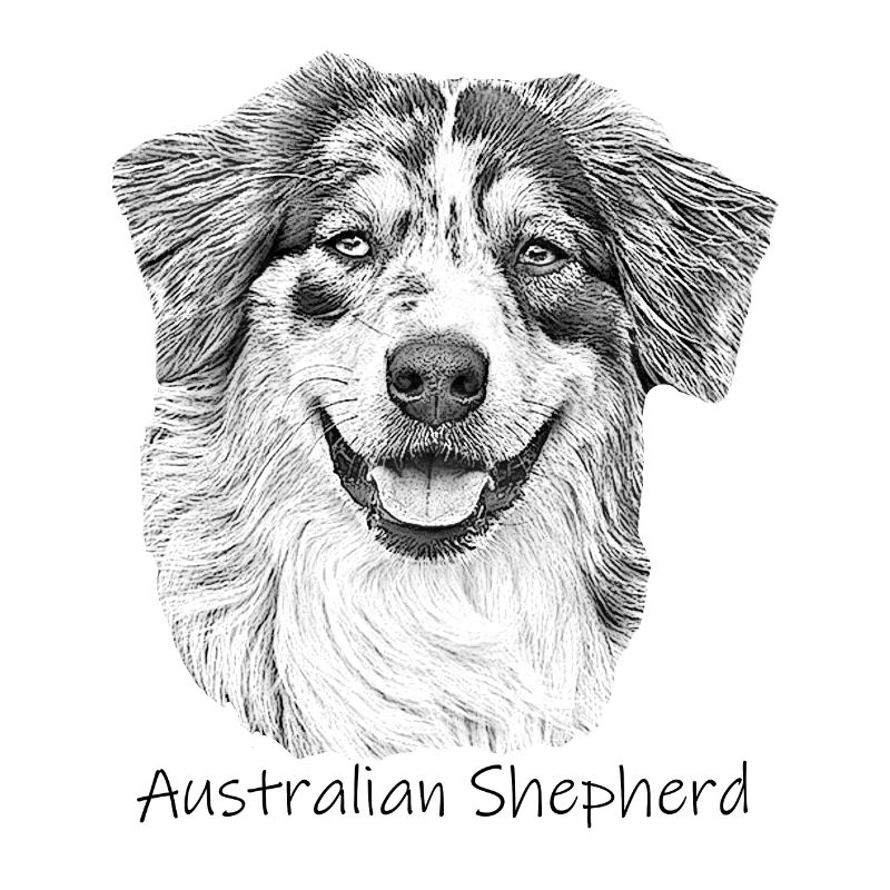 Australia Shepherd drawing walking dog Shepherd