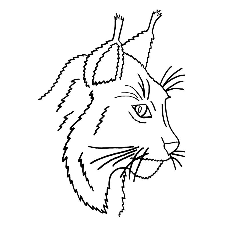 Lynx (traits noirs)