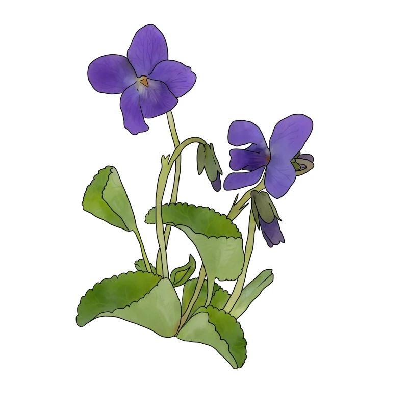 violet
