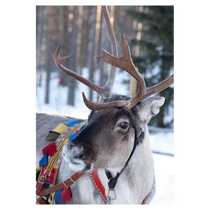 Reindeer