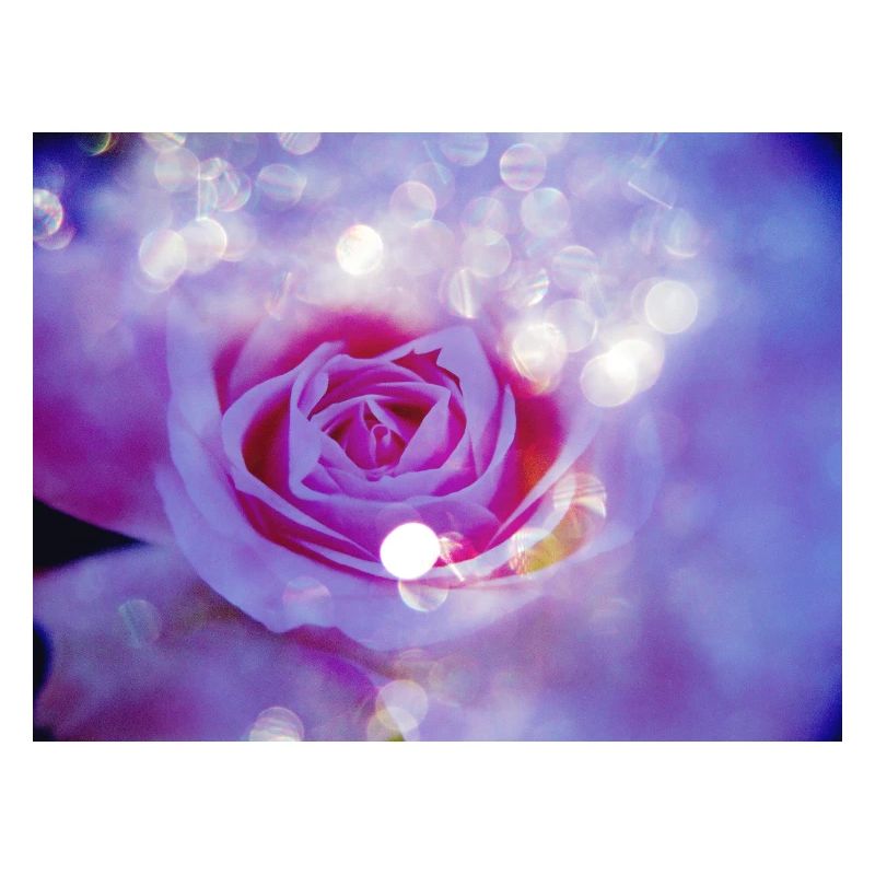 Rose's bright multiple exposure
