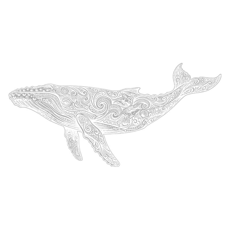 Humpback whale