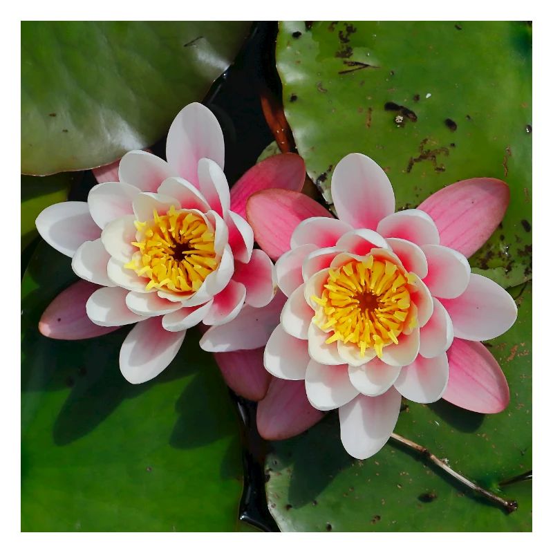 Nénuphars fleurs dans l’eau