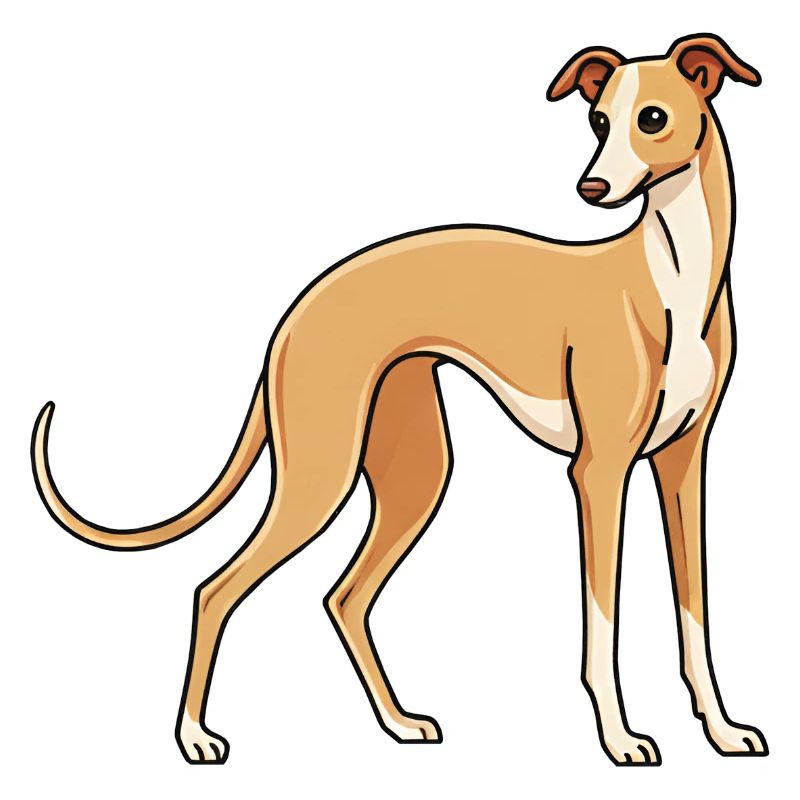 Italian Greyhound