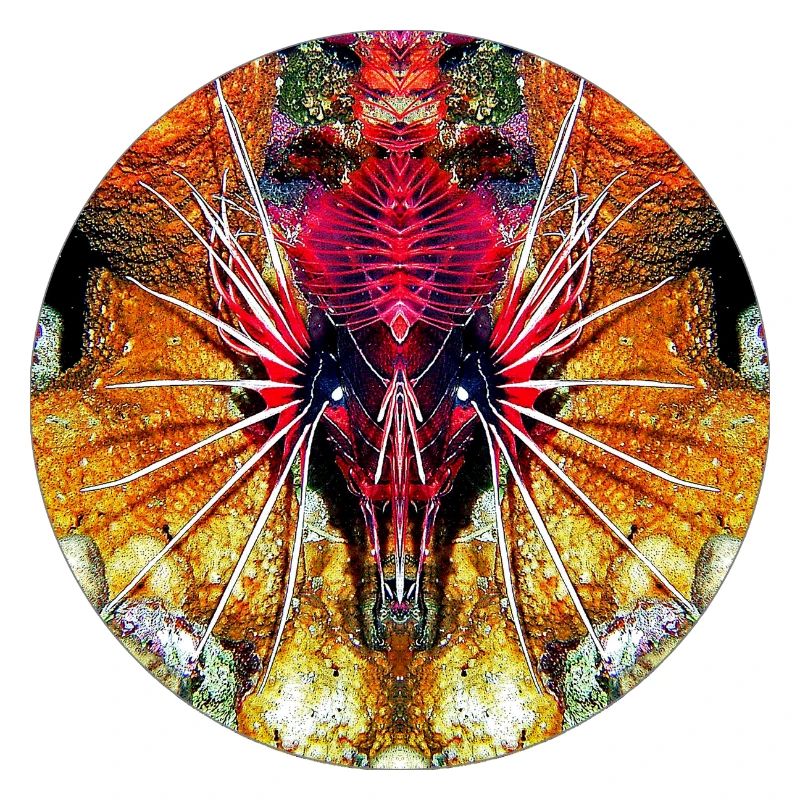 Créatures marines de la nature