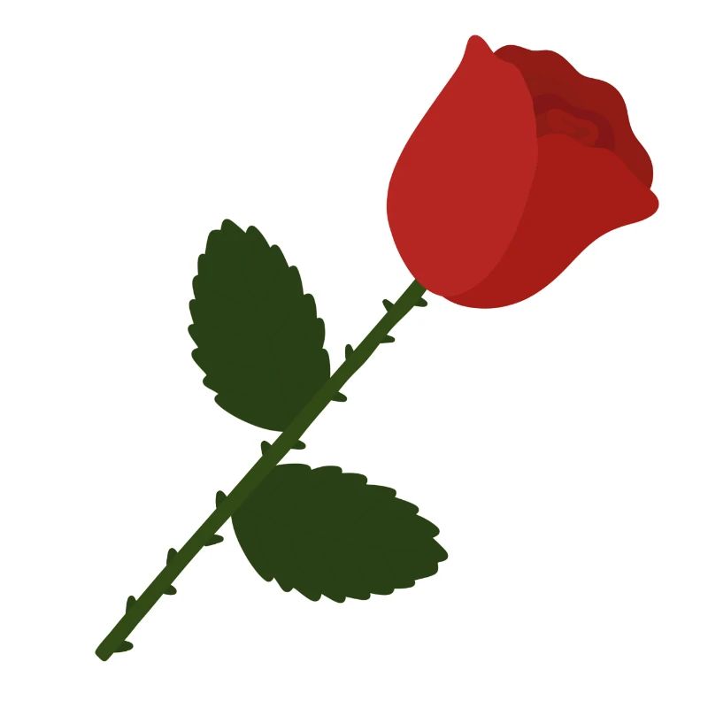 Rose Illustration