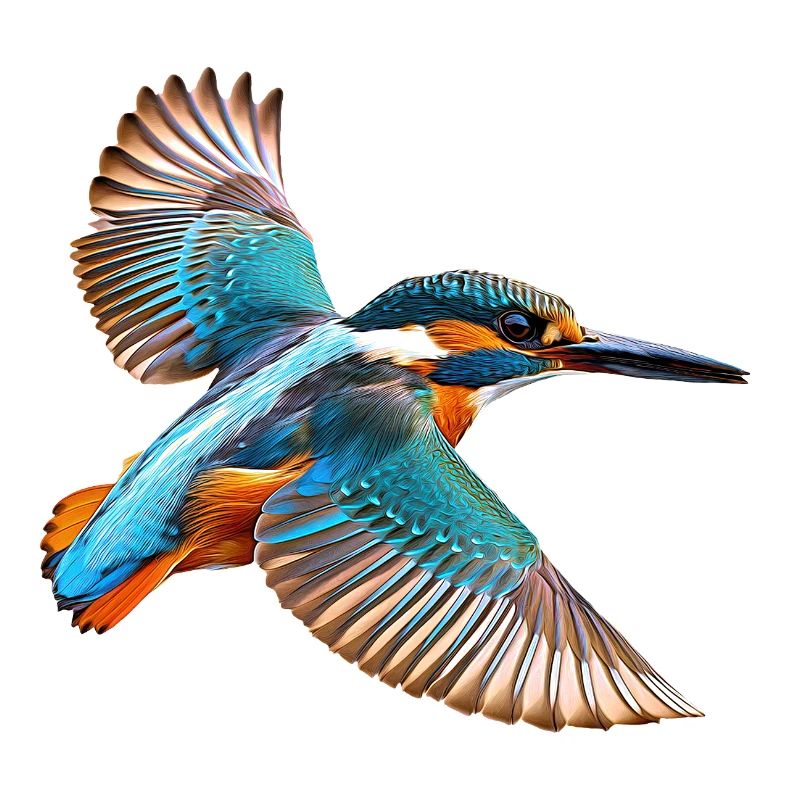 Eisvogel