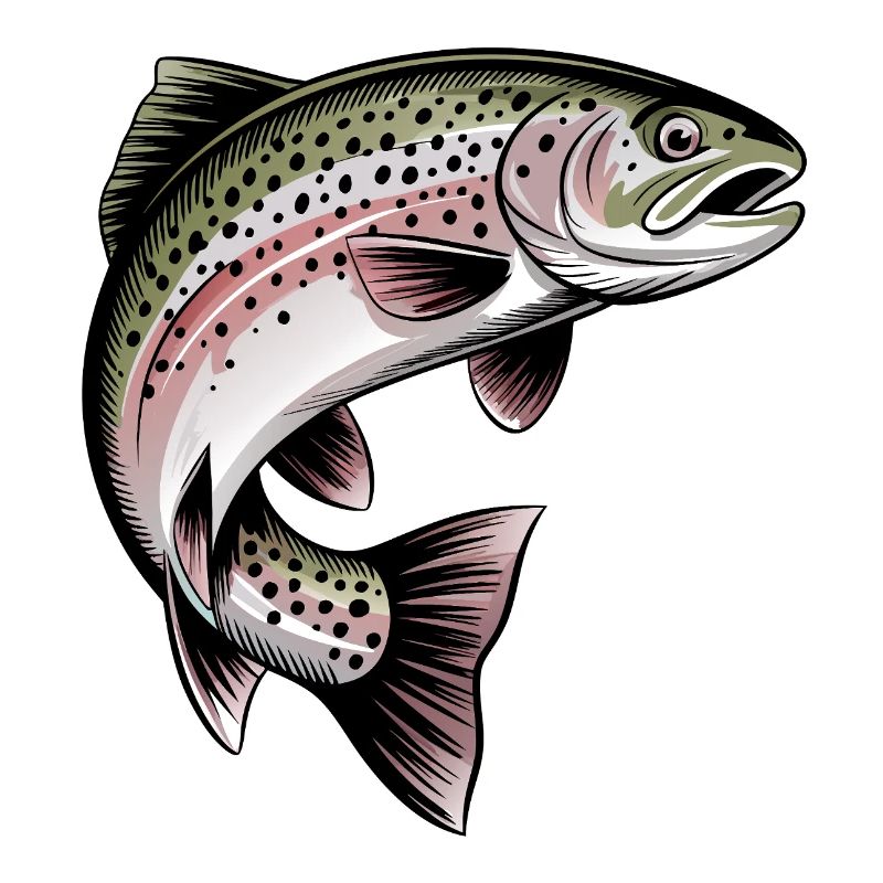 Pêche à la truite