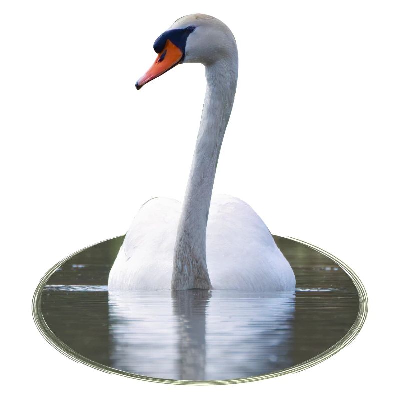 Cygne élégant sur une eau calme